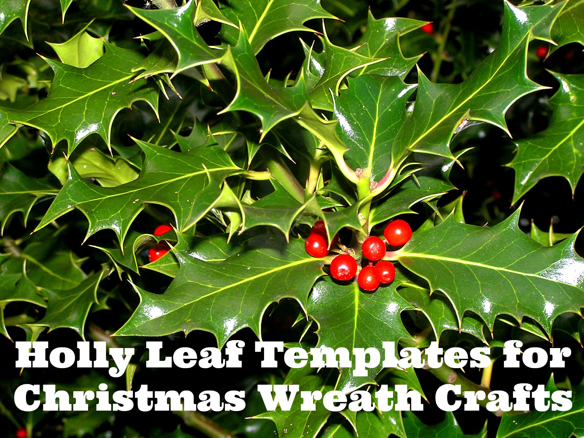 free-printable-wreath-templates-holly-leaf-stencils