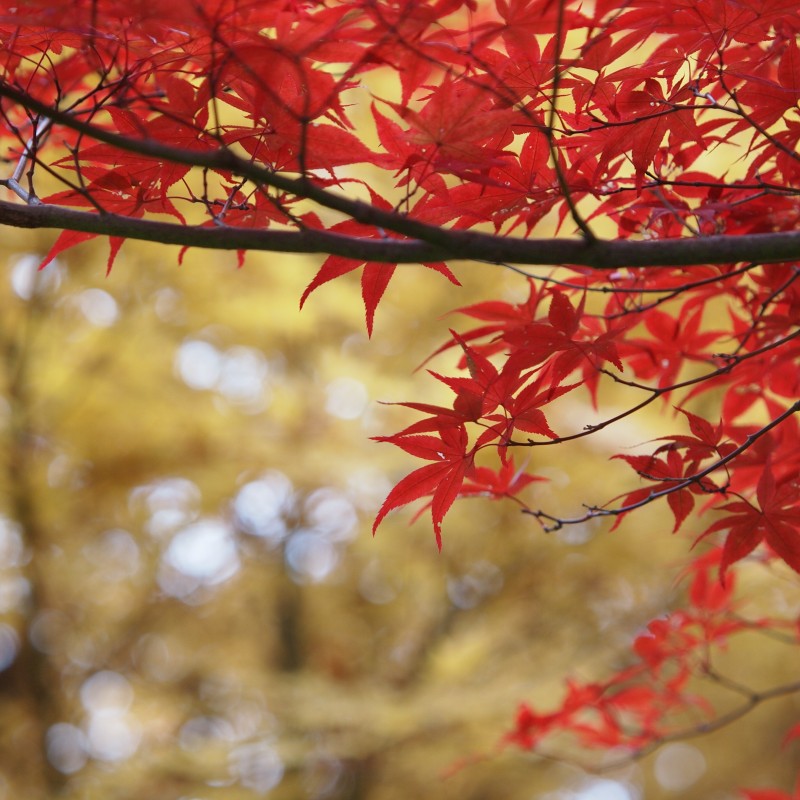 Close-up of a tree branch with vibrant red maple leaves against a blurred background of yellow and green foliage, creating a striking contrast of autumn colors. The scene, reminiscent of a free printable fall leaf template, captures the natural beauty and vividness of the fall season.