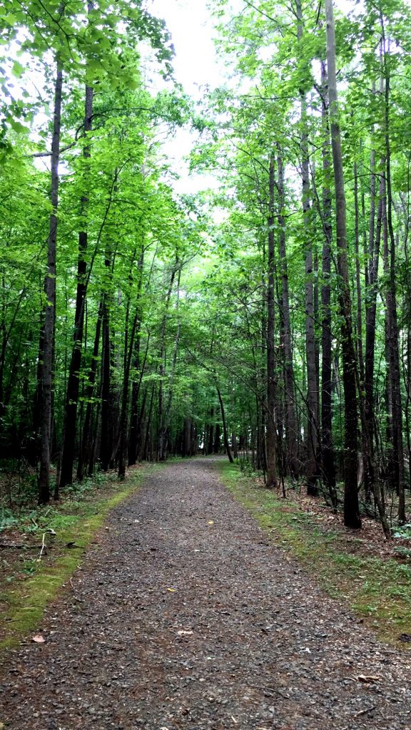 A serene forest path lined with tall, lush green trees is perfect for camping with kids. The pathway, covered in small pebbles, winds through a forest floor blanketed with leaves and moss. The dense canopy overhead filters sunlight, creating a tranquil, shaded atmosphere ideal for unplugging for a weekend.