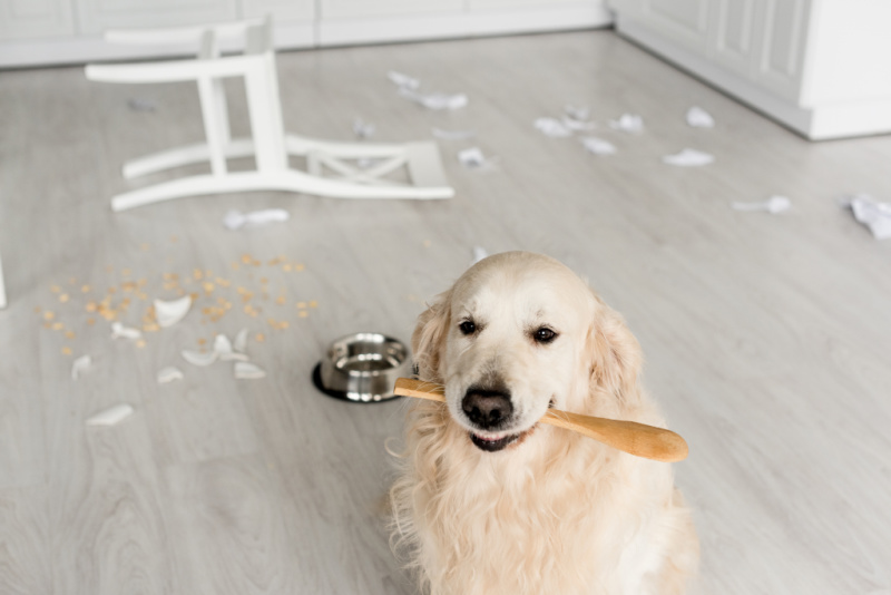 A Golden Retriever sits in a kitchen holding a wooden spoon in its mouth. The floor around it is messy, with a knocked-over chair, pieces of broken ceramic, scattered food, and a tipped-over metal dog bowl—all reminders why sticking to an easy cleaning routine is essential.