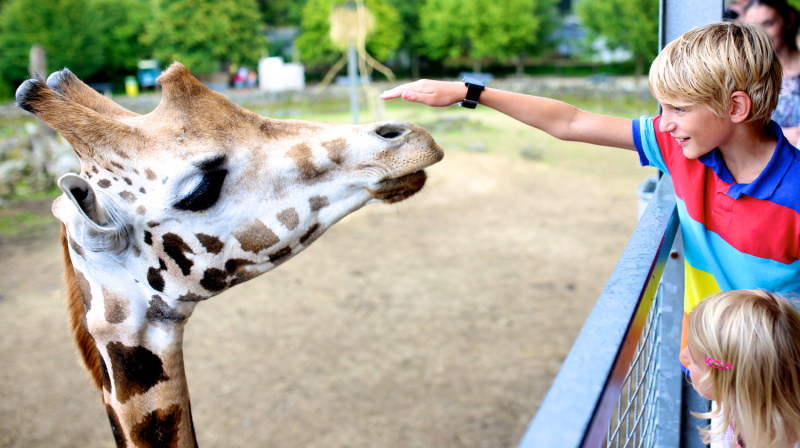 little kids petting a giraffe at the zoo