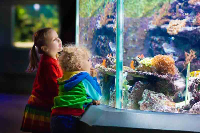 Little boy and girl watching tropical coral fish in large sea life tank. 