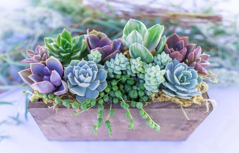 purple and green hued succulent for gift giving
