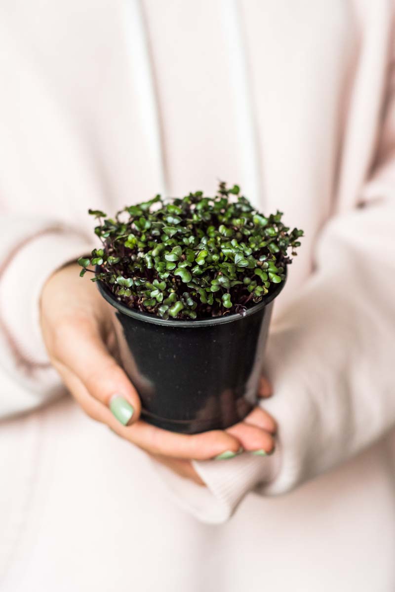 women holding potted succelent
