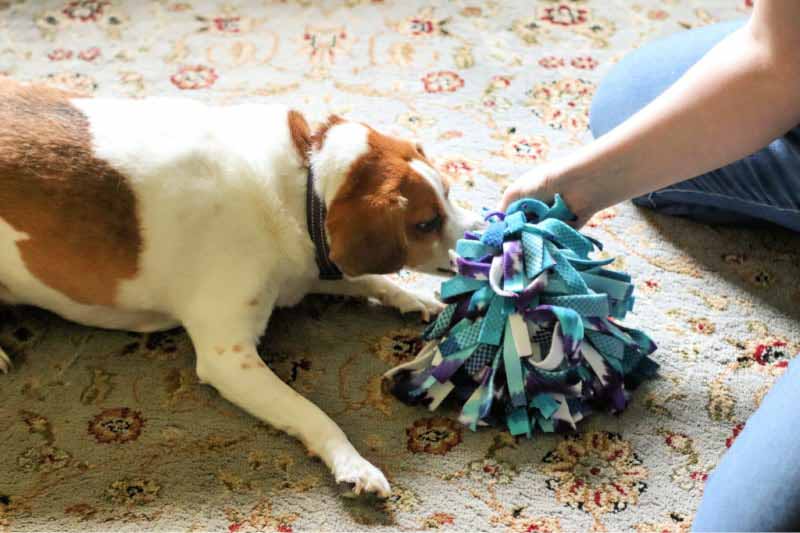 fleece dog toy DIY