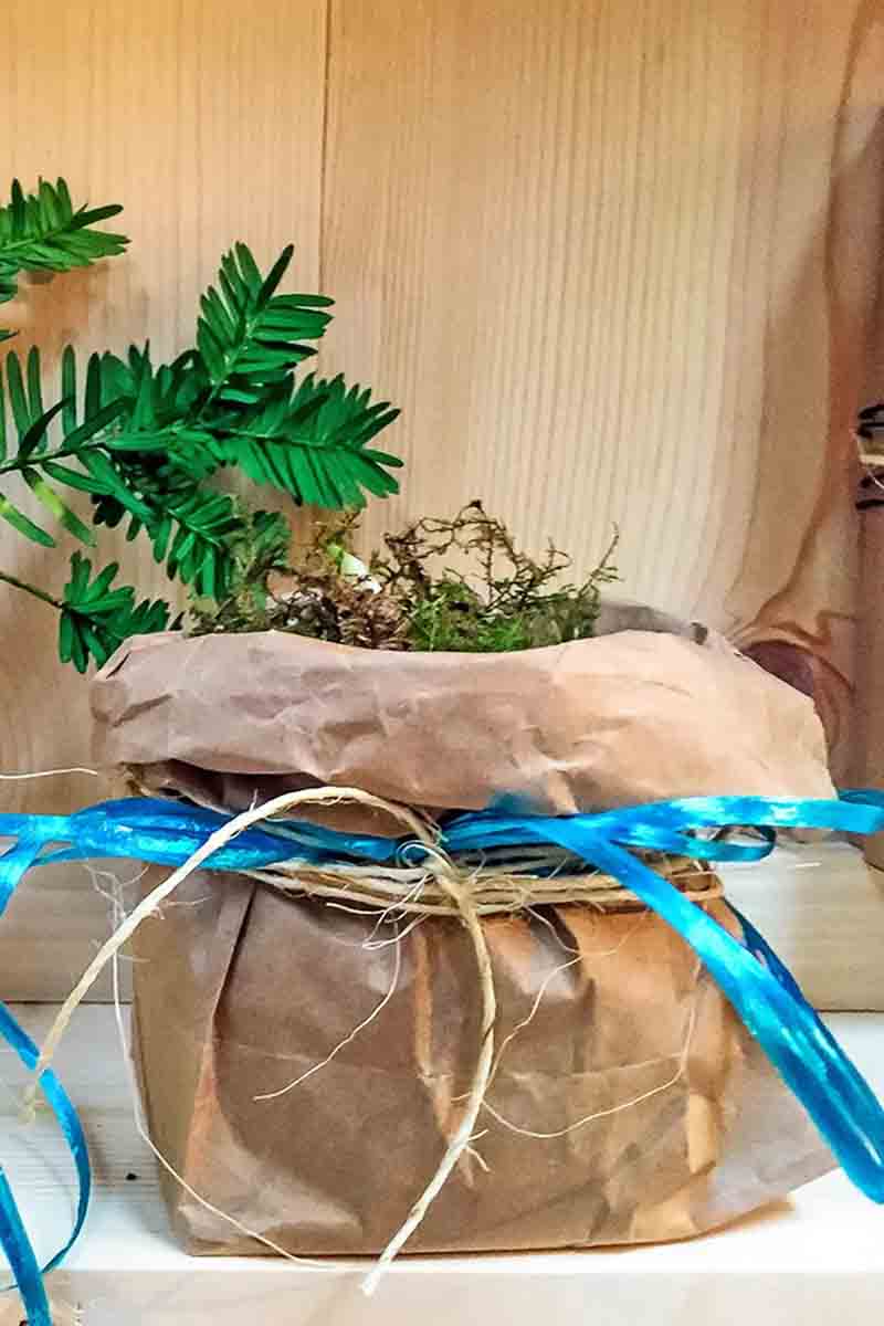 crocus plant in brown bag tied with twine