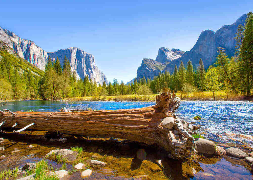 beautiful natural water & trees landscape photo of Yosemite national park with El Capitan in the background. Flowing water & a fallen tree laying on its side